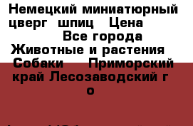 Немецкий миниатюрный(цверг) шпиц › Цена ­ 50 000 - Все города Животные и растения » Собаки   . Приморский край,Лесозаводский г. о. 